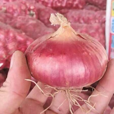 洋葱各个规格大量常年供应