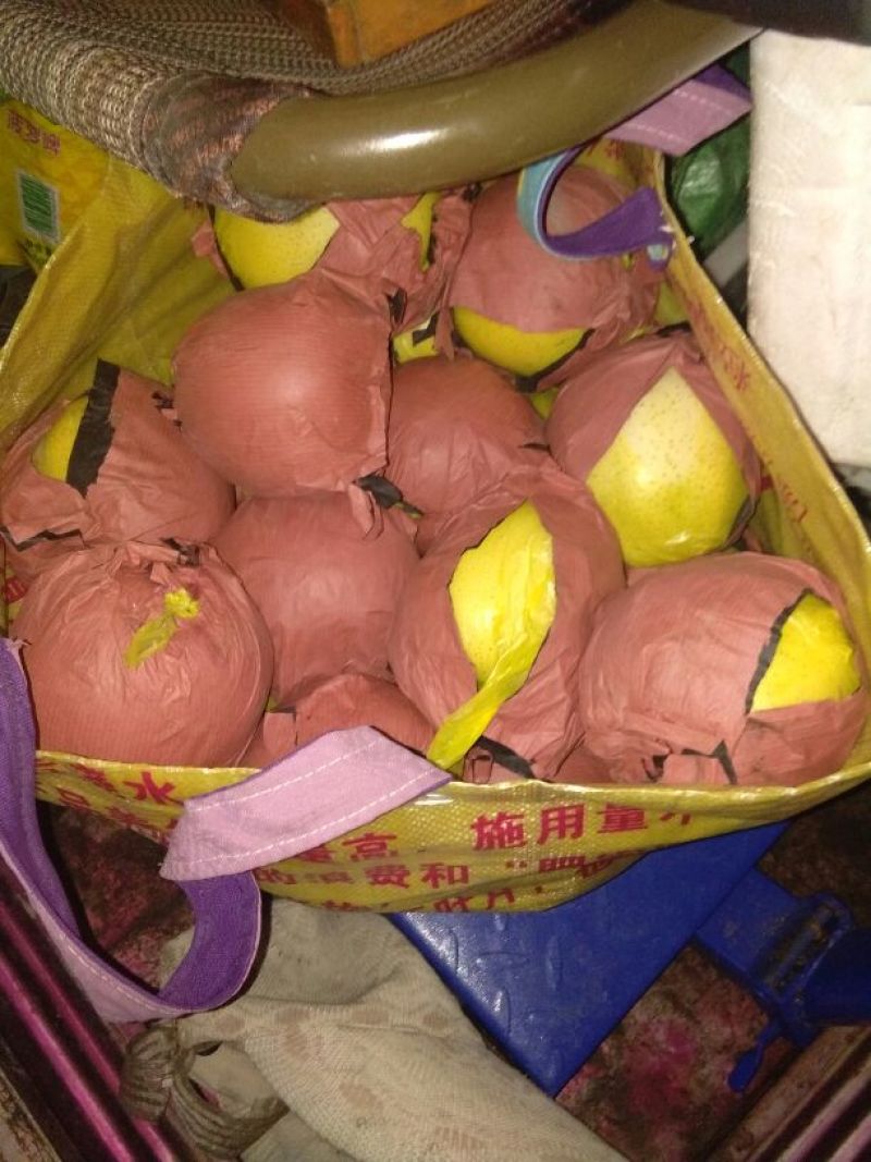 黄金梨350~400g膜袋