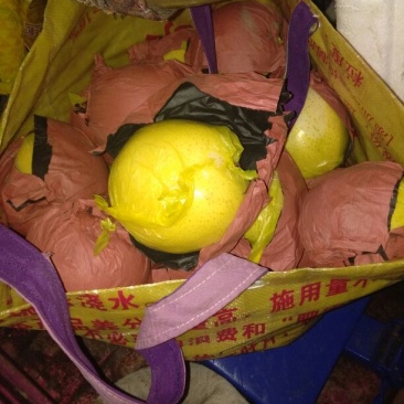 黄金梨350~400g膜袋