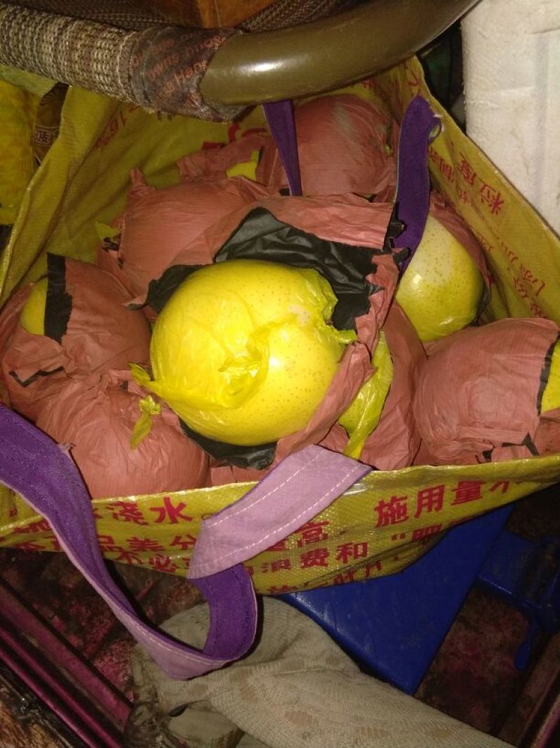 黄金梨350~400g膜袋