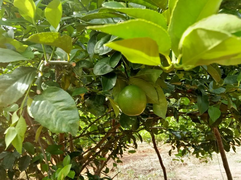 青柠檬