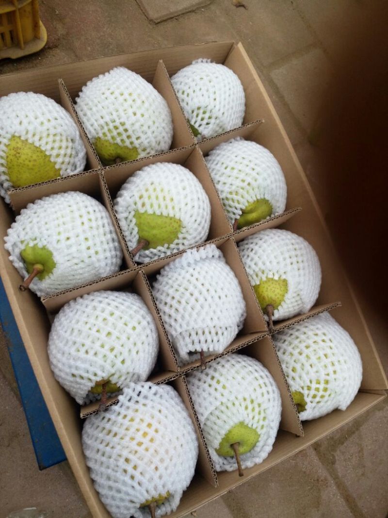 莱阳梨350~400g光果