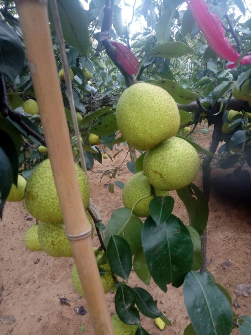 莱阳梨350~400g光果