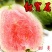 番石榴苗紅寶石芭樂新品種