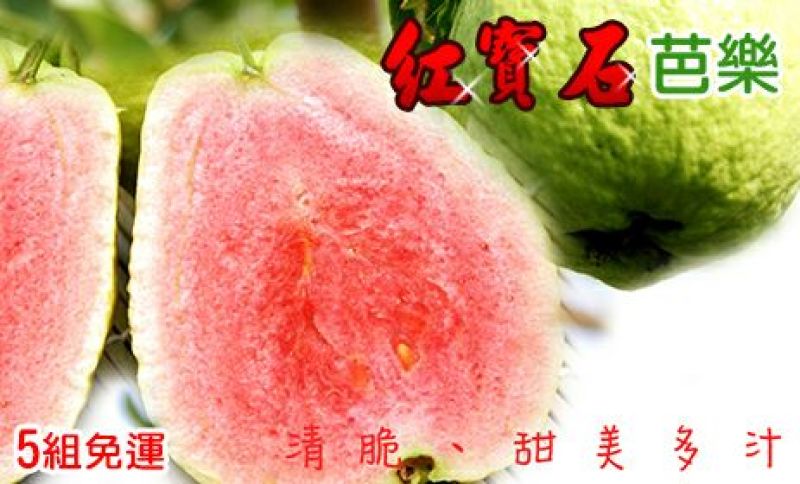 番石榴苗紅寶石芭樂新品種