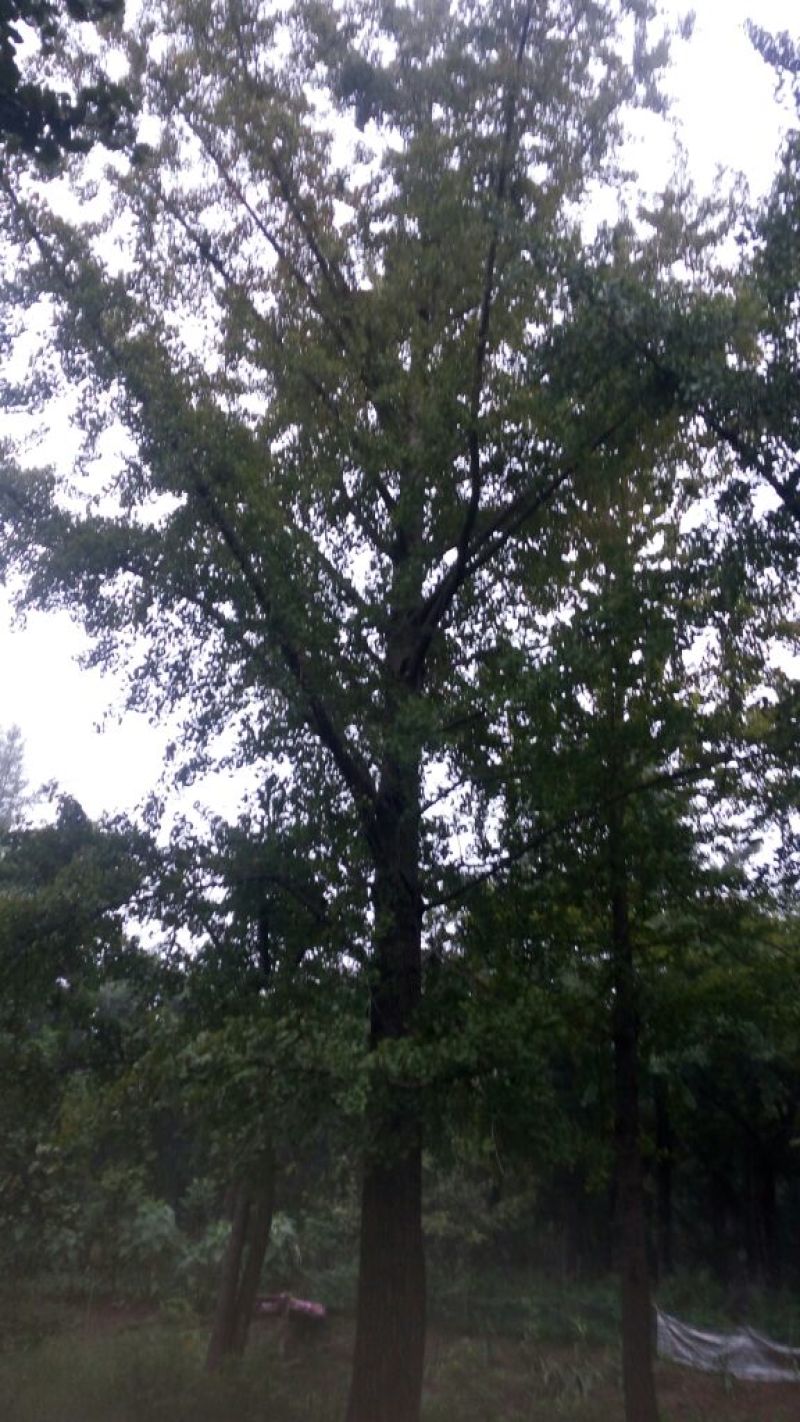 银杏树18~20cm4米以上2~3米