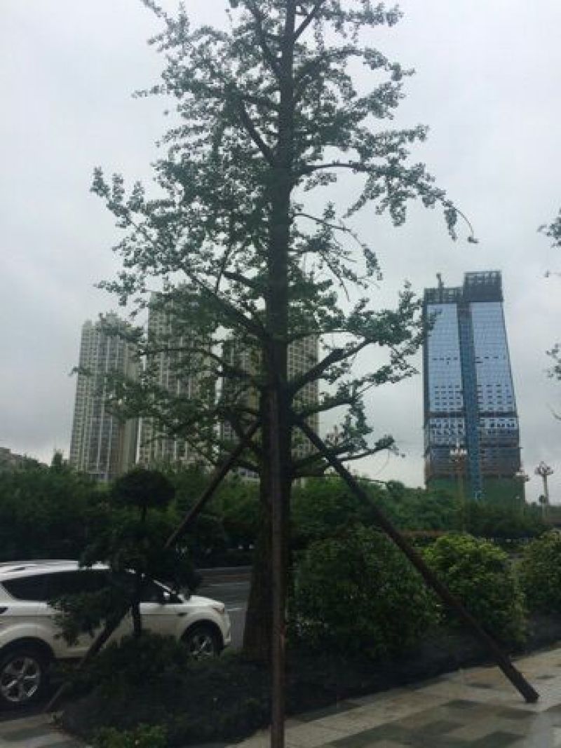 银杏树18~20cm4米以上2~3米