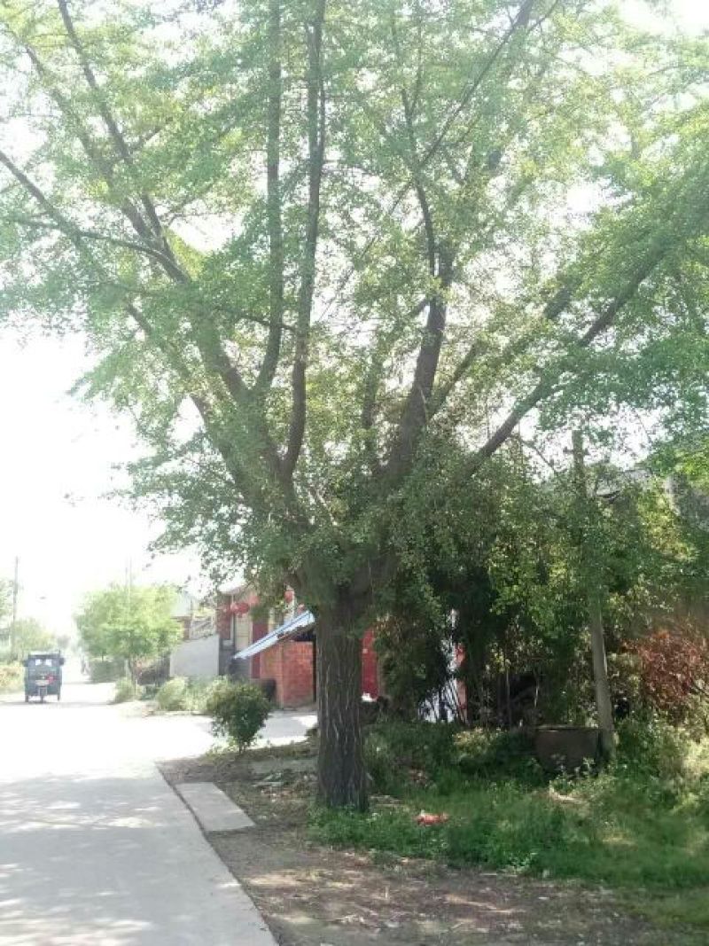 银杏树18~20cm4米以上2~3米