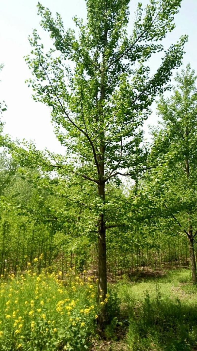 银杏树18~20cm4米以上2~3米