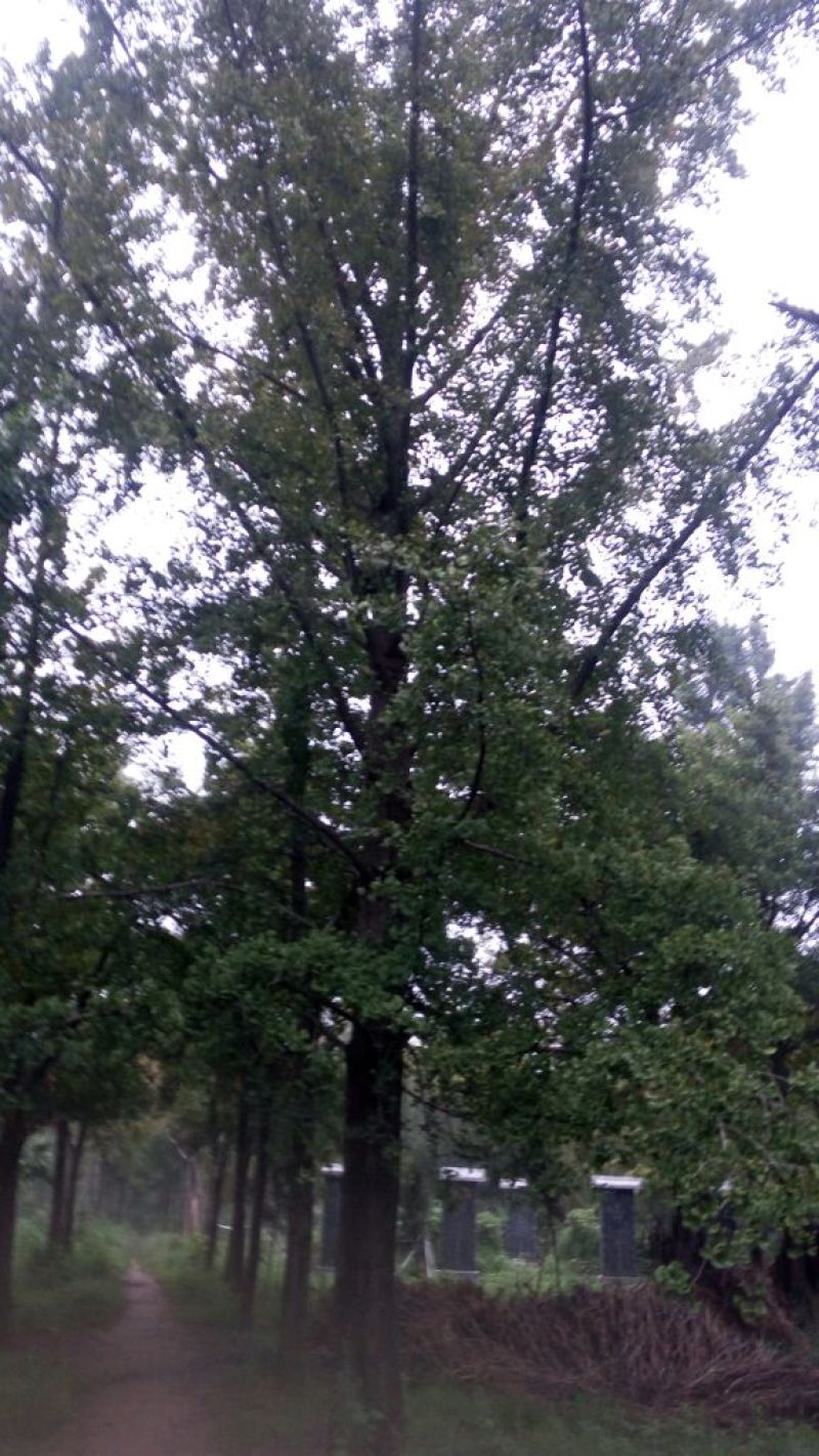 银杏树18~20cm4米以上2~3米