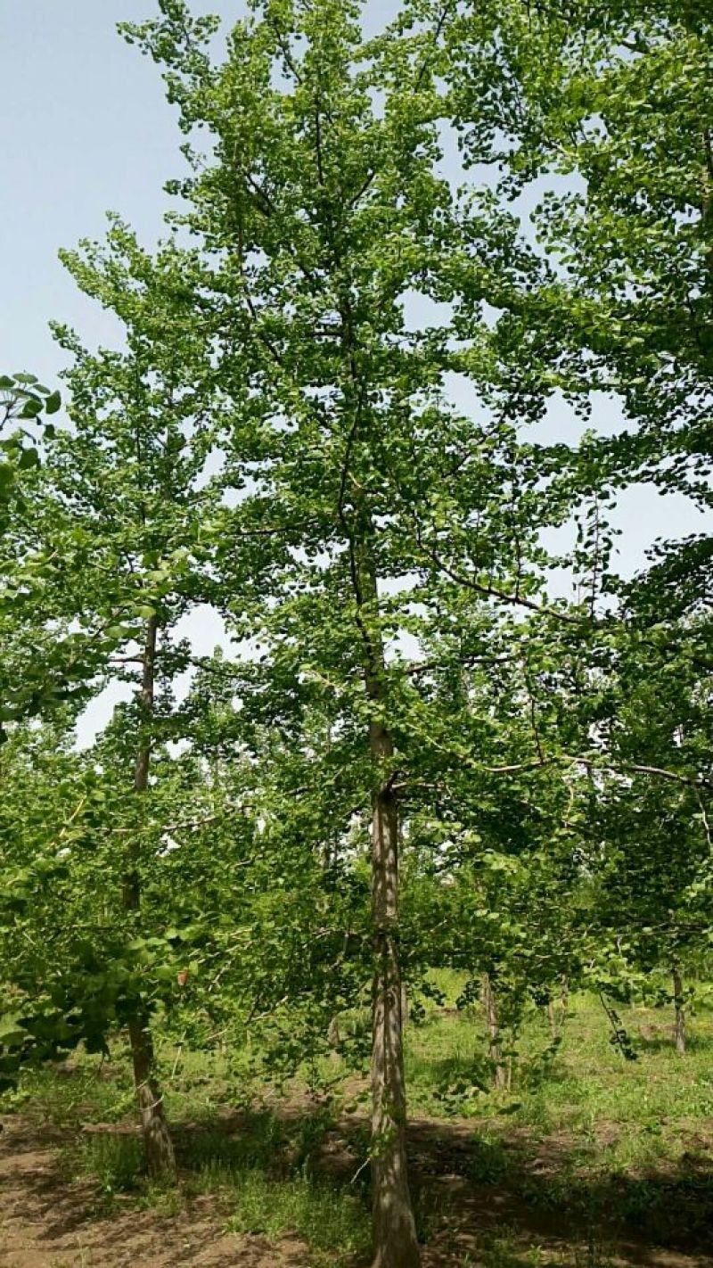 银杏树18~20cm4米以上2~3米