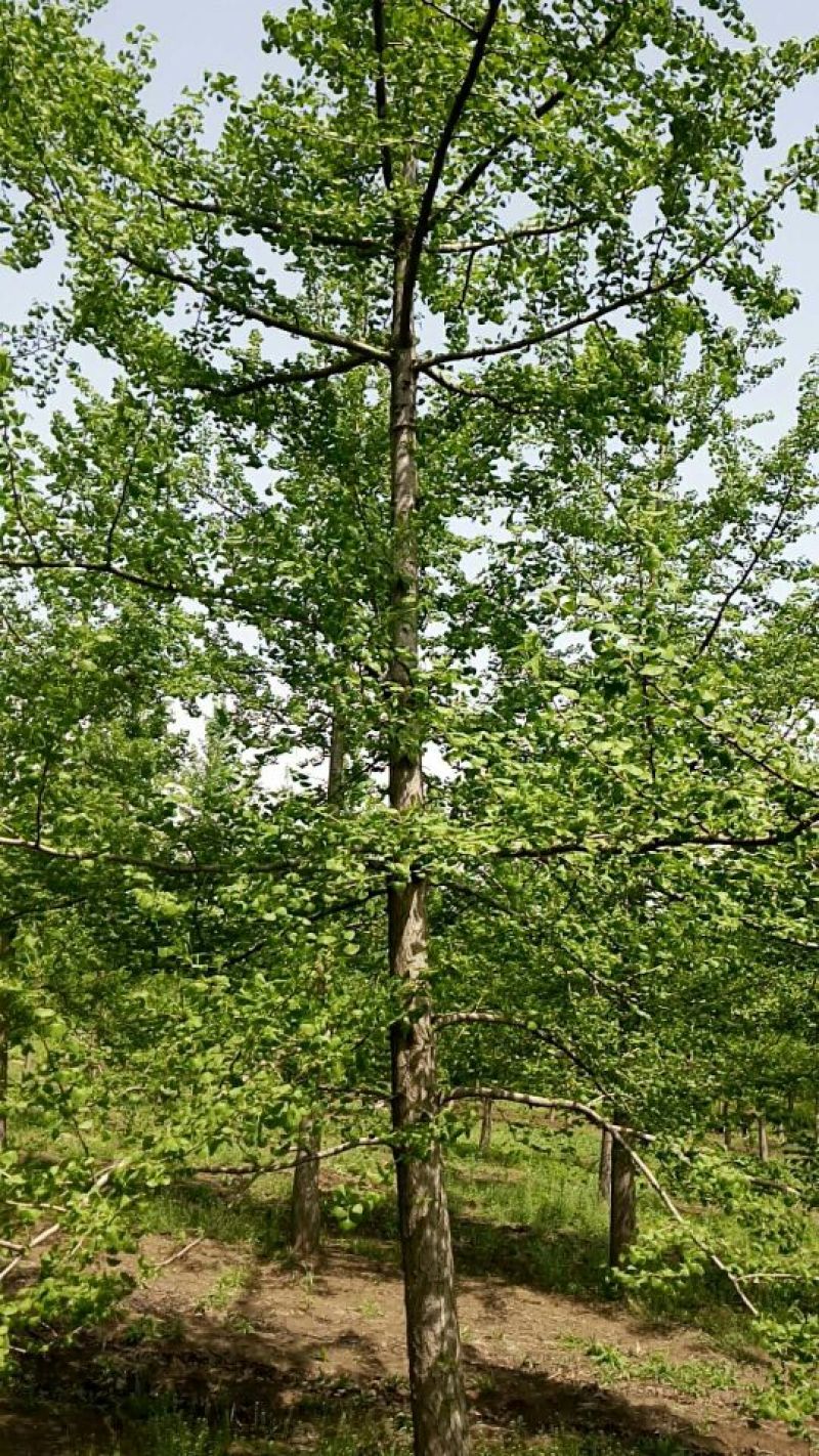 银杏树18~20cm4米以上2~3米