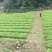 银杏、银杏小苗、支持基地看货挑苗，也支持视频看货，量大包邮