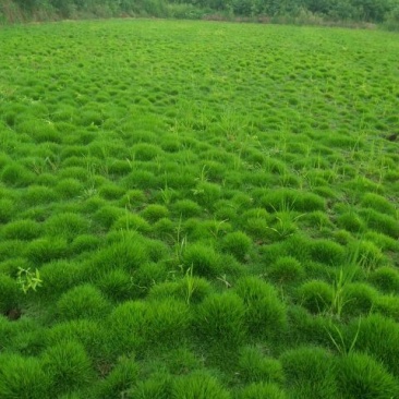 细叶结缕草