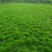 细叶结缕草