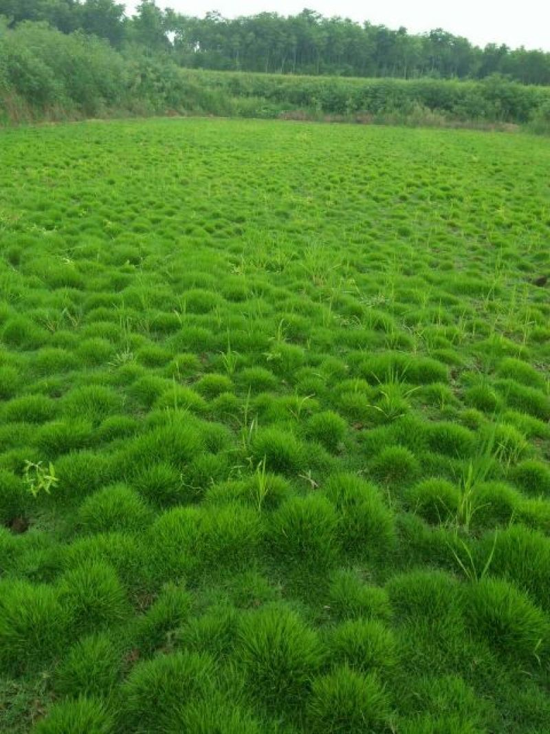 细叶结缕草