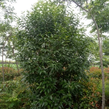 大叶女贞4~6cm