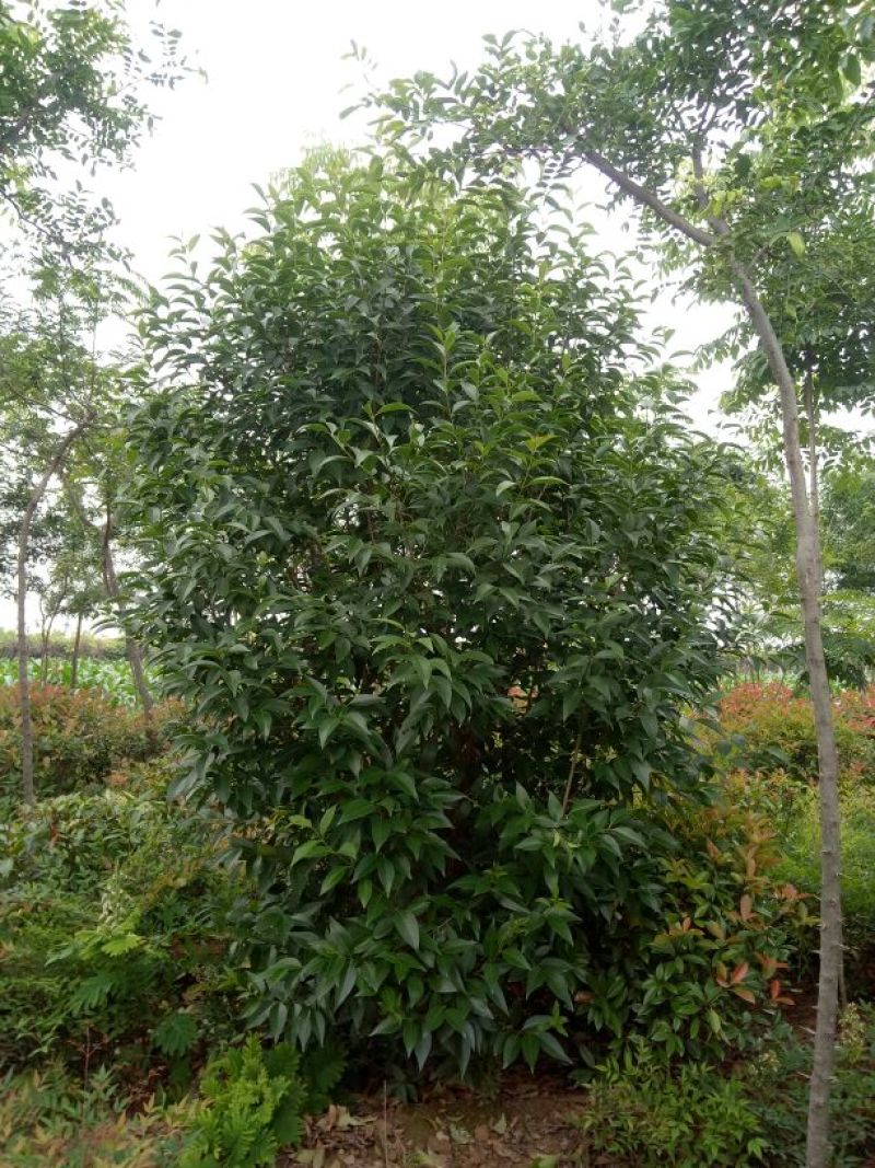 大叶女贞4~6cm