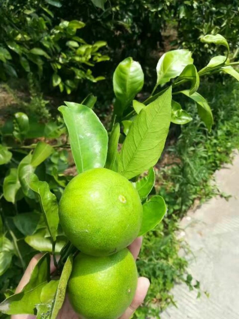 特早蜜橘基地直供一手货源批发，品质保证欢迎洽谈合作