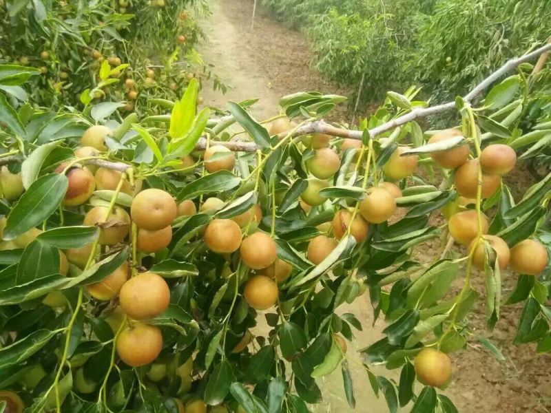 露天冬枣大量上市中果大核小脆甜可对接电商，商超，市场