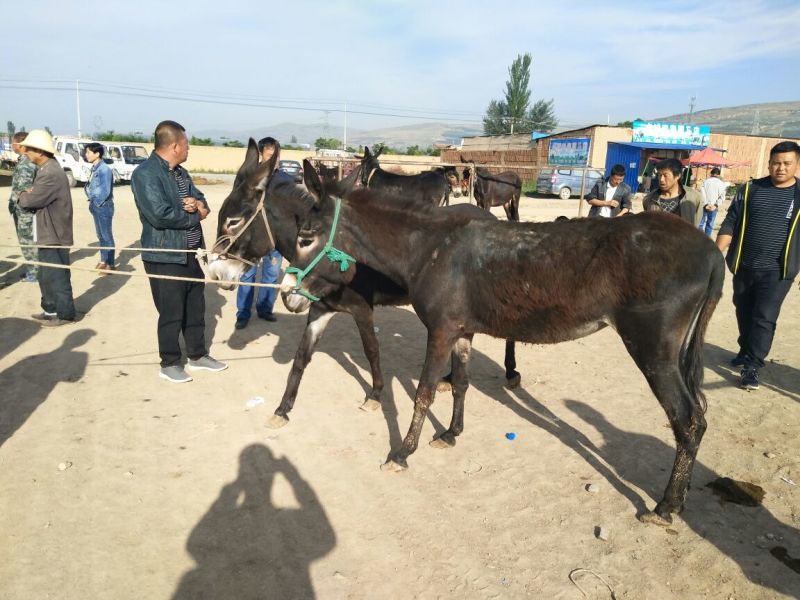 关中驴400~500斤