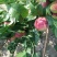 红芙蓉油桃4两以上