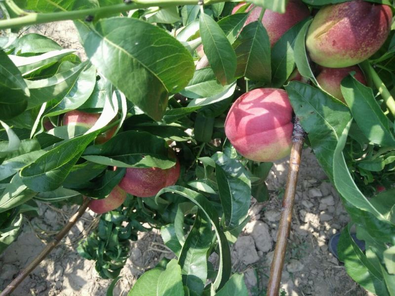红芙蓉油桃4两以上