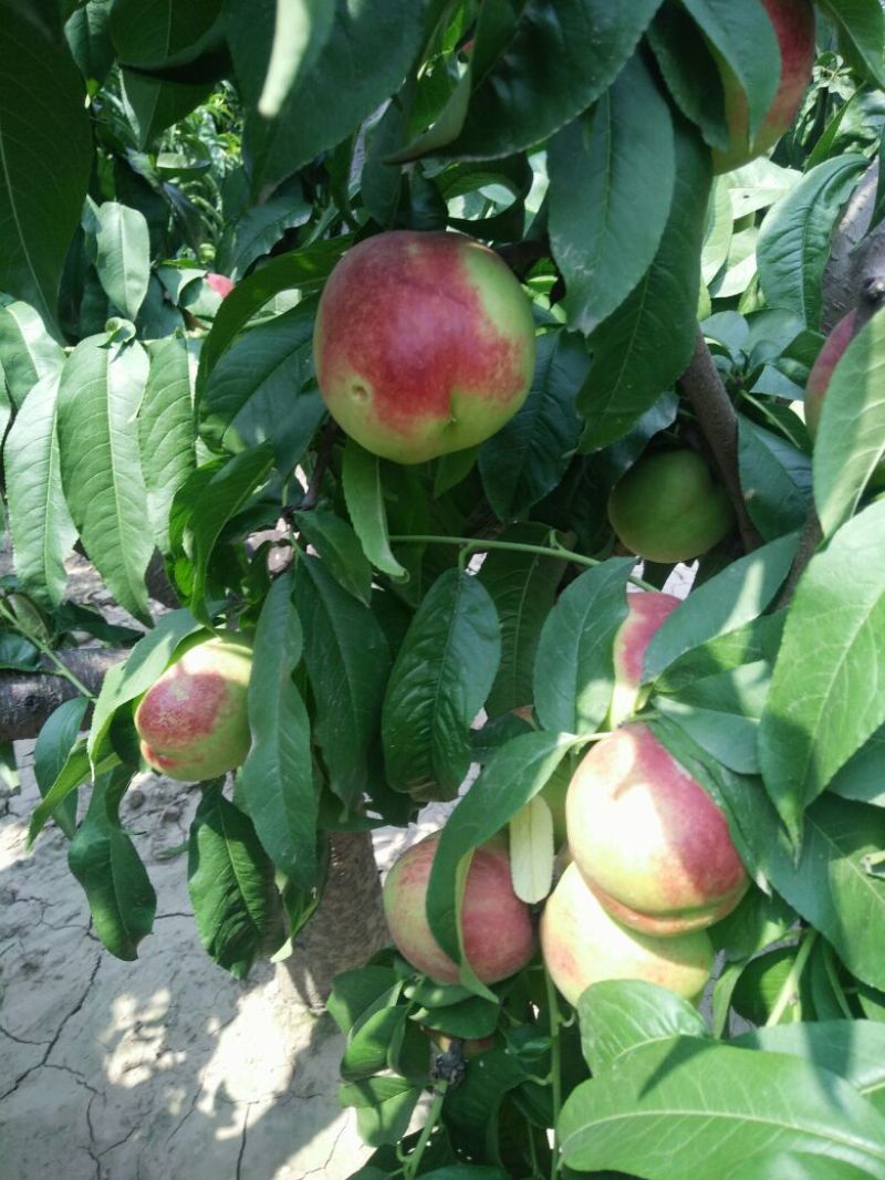 红芙蓉油桃4两以上