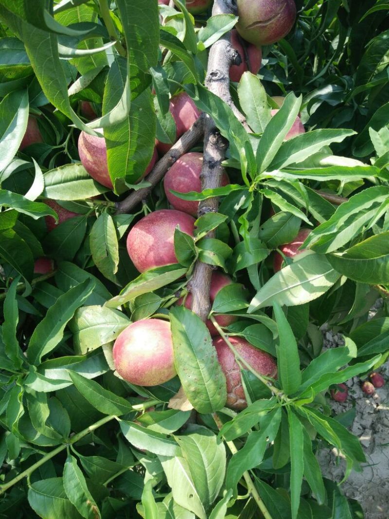 红芙蓉油桃4两以上