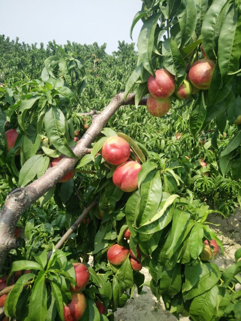 红芙蓉油桃4两以上