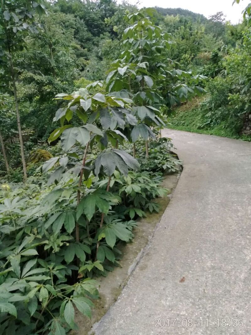 七叶树、七叶树七叶树七叶树七叶树