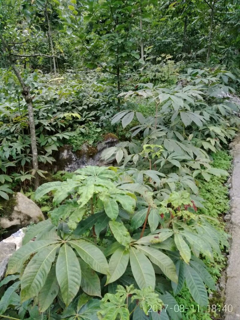 七叶树、七叶树七叶树七叶树七叶树