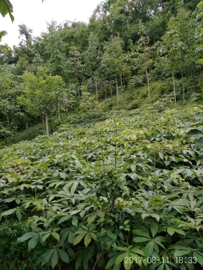 七叶树、七叶树七叶树七叶树七叶树