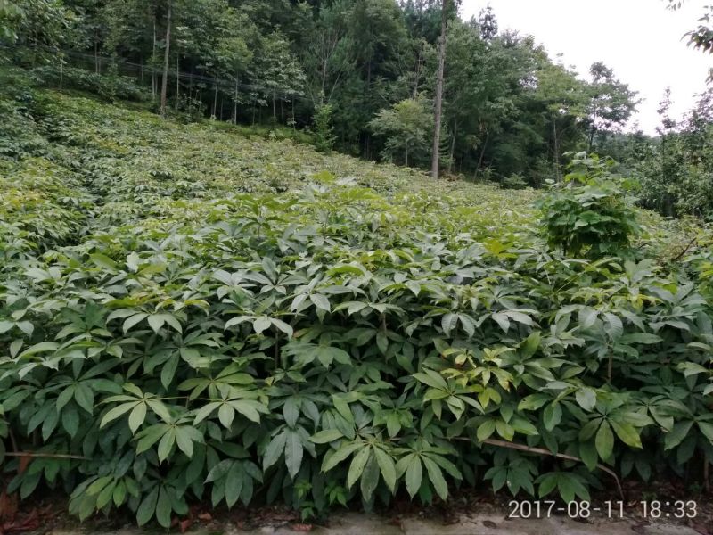 七叶树、七叶树七叶树七叶树七叶树