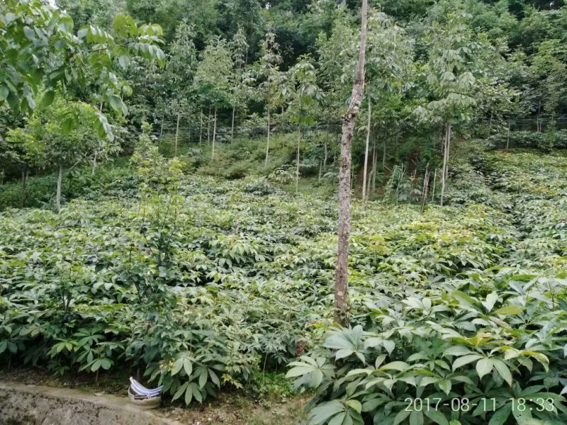 七叶树、七叶树七叶树七叶树七叶树