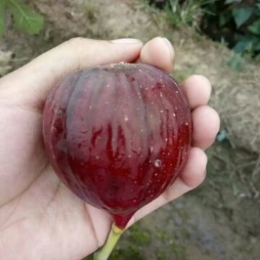 简阳无花果苗波姬红芬无花果苗50~80cm成活率高