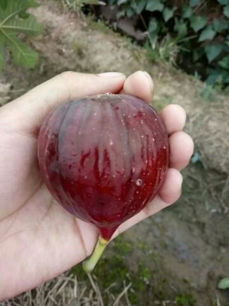 简阳无花果苗波姬红芬无花果苗50~80cm成活率高
