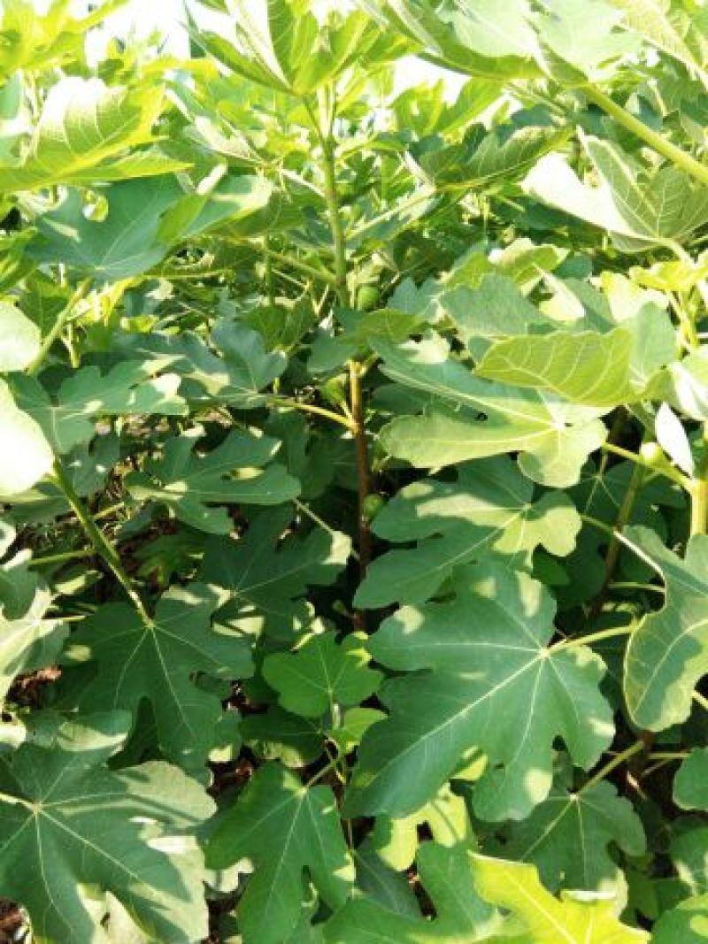 简阳无花果苗波姬红芬无花果苗50~80cm成活率高