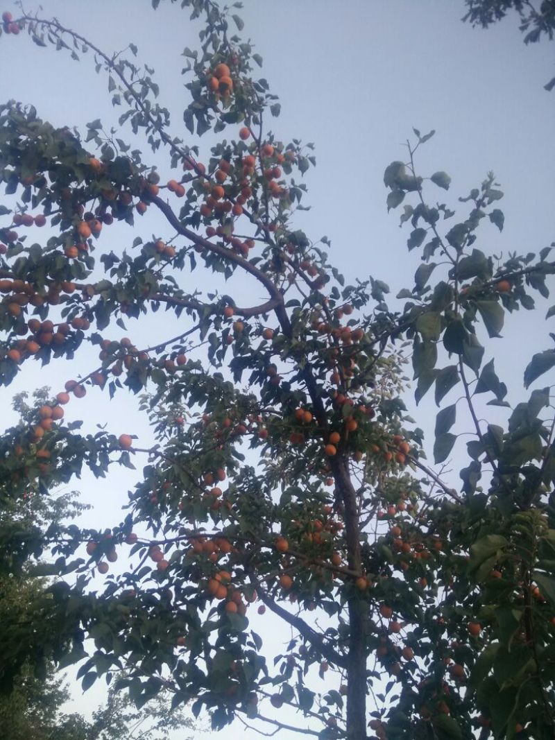 杏干