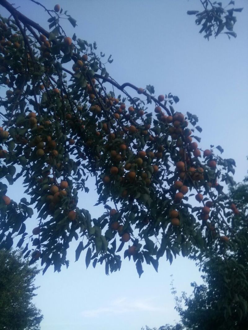 杏干