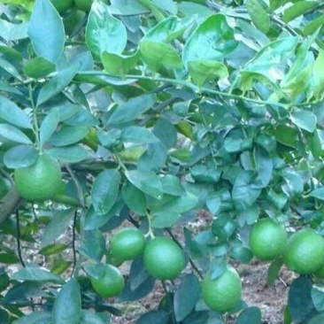 简阳柠檬苗尤力克柠檬苗30~50cm苗圃现挖提供技术