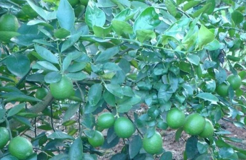 简阳柠檬苗尤力克柠檬苗30~50cm苗圃现挖提供技术
