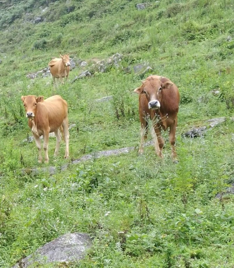 黄牛100~200kg