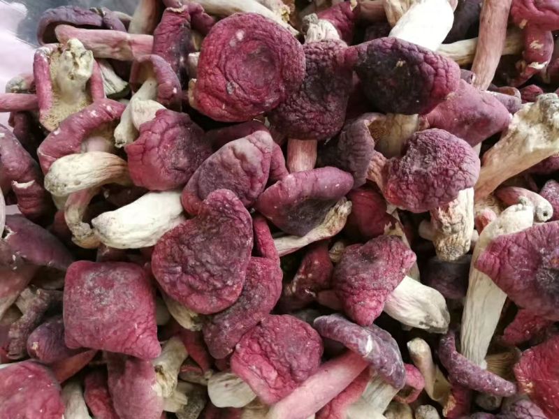 红菇3―5cm中菇未开伞