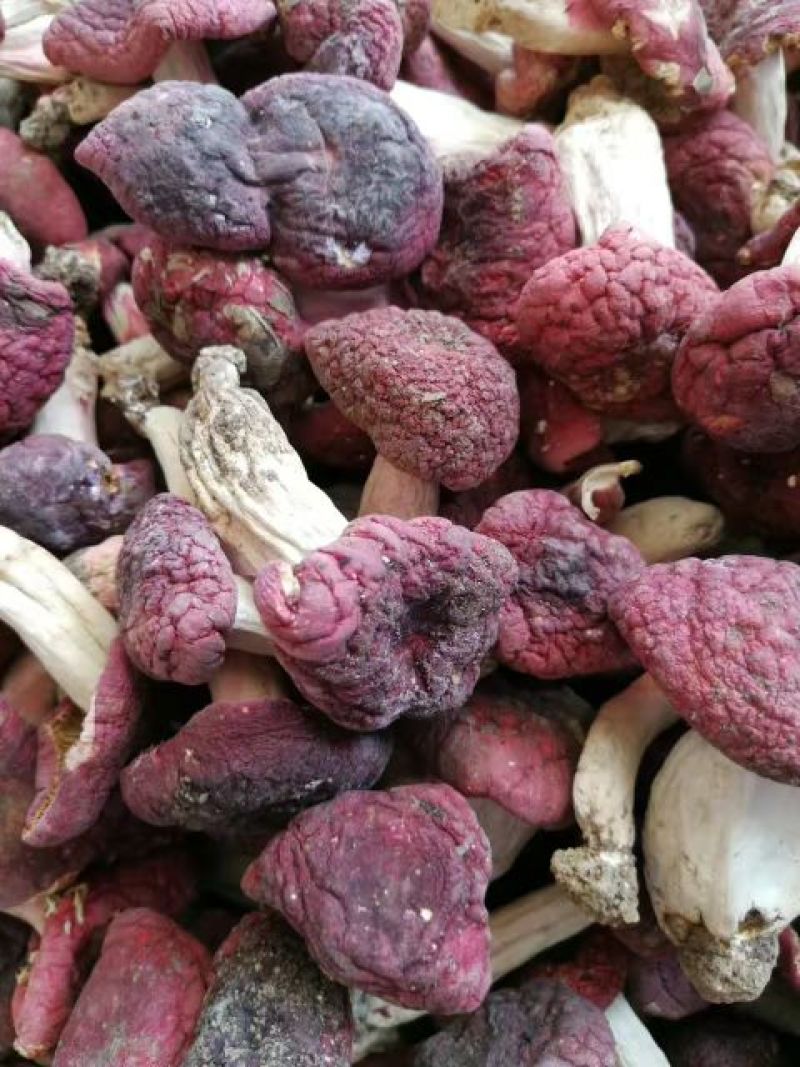 红菇3―5cm中菇未开伞