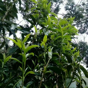 茶树油