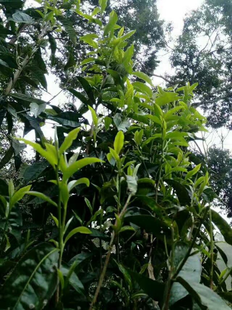茶树油