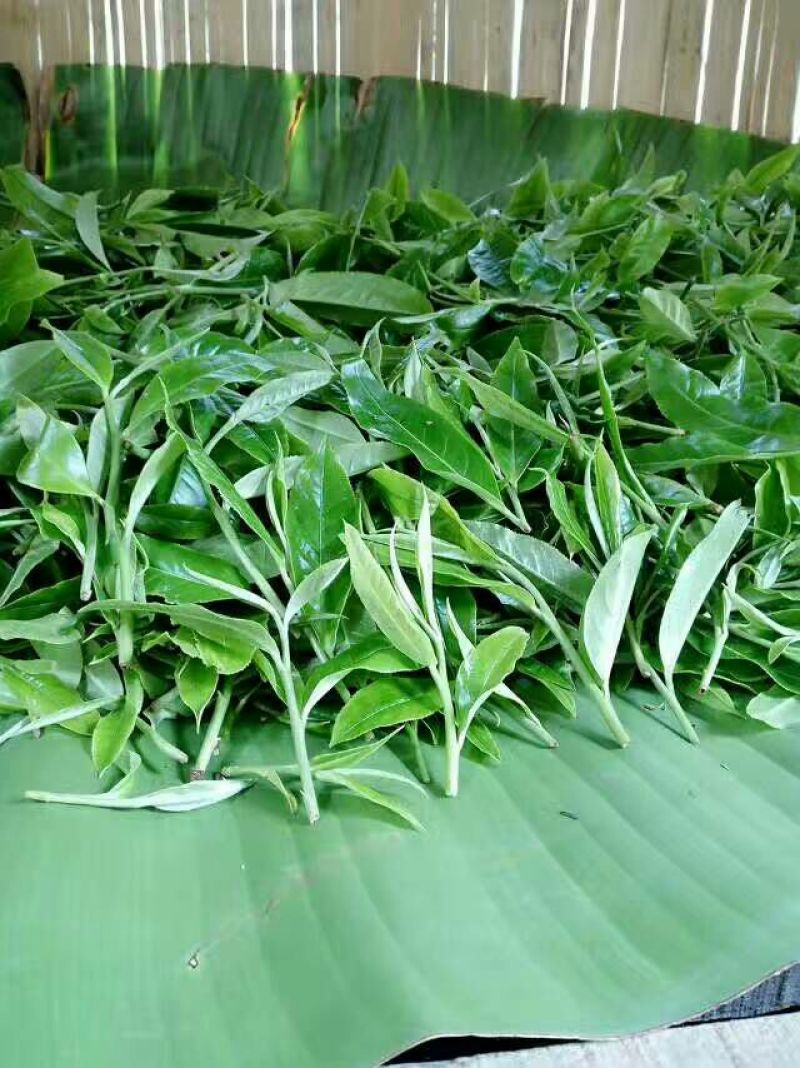 茶树油