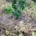 脐橙树苗30~50cm