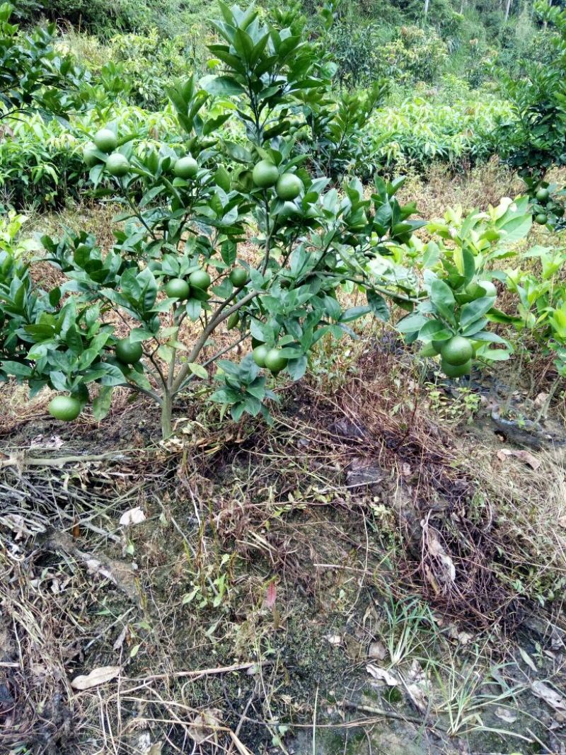 脐橙树苗30~50cm